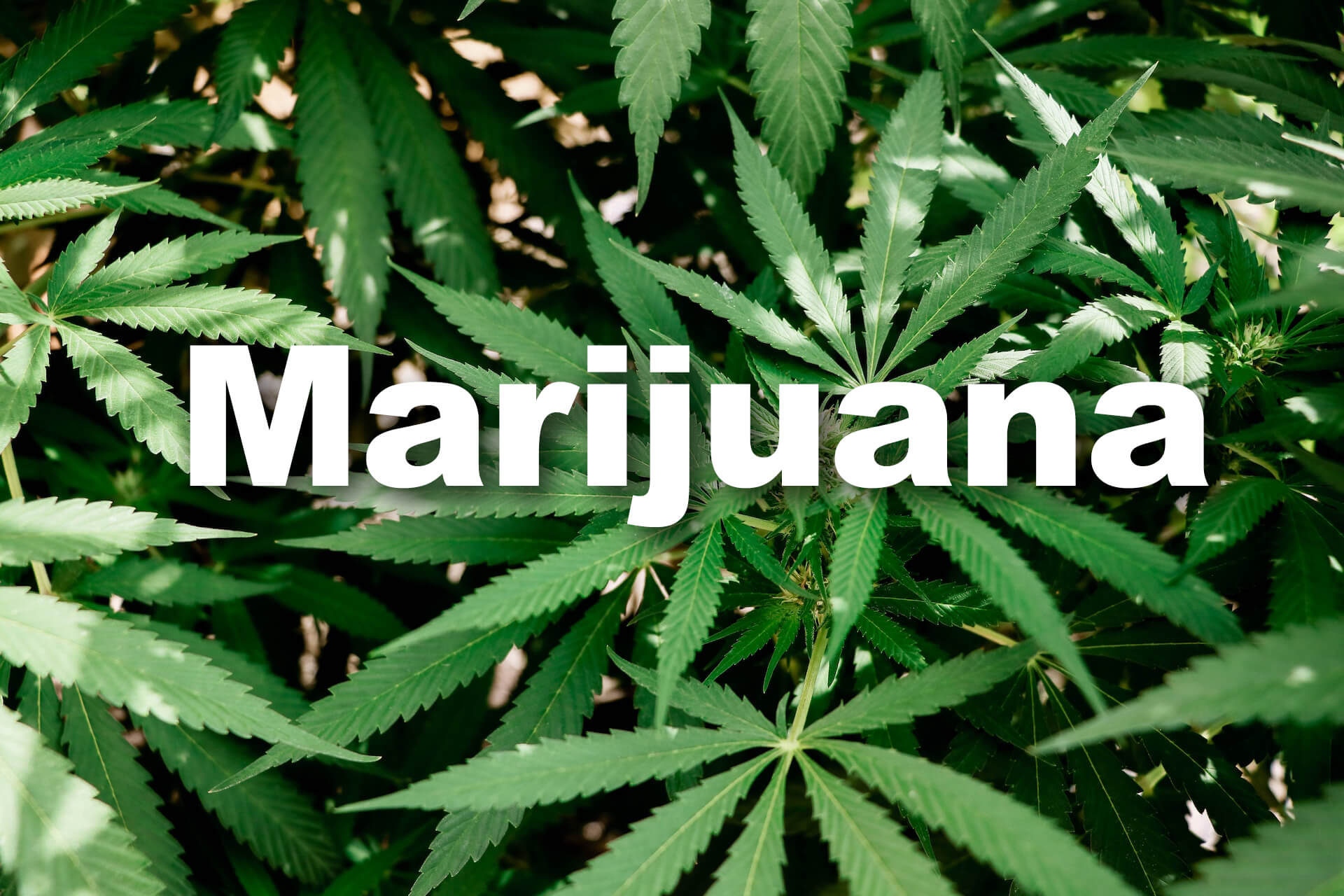 Cannabis Street Names And Nicknames And Slang | Cannatopia Farm