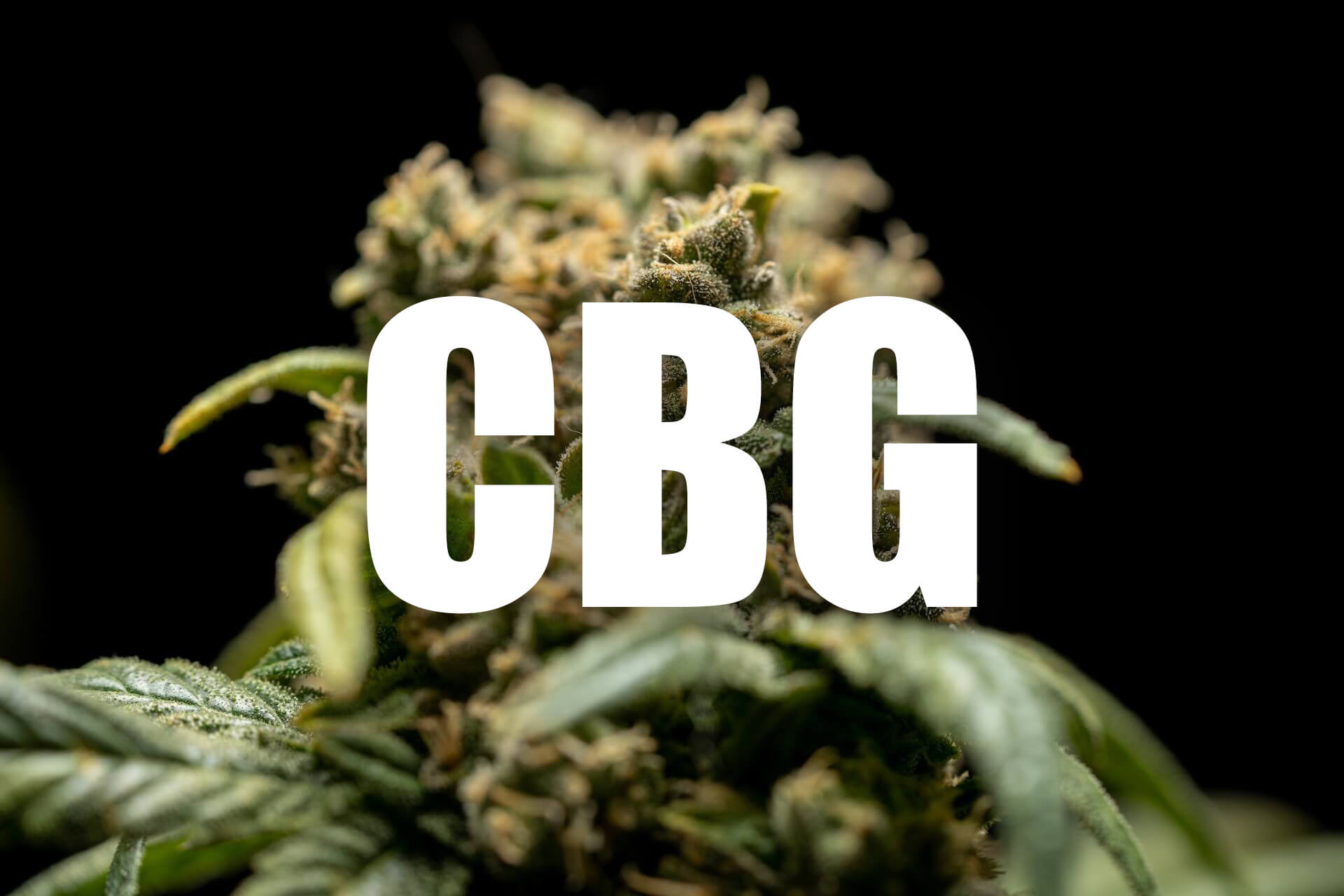 What is CBG, and how is it different from CBD? What are the risks?