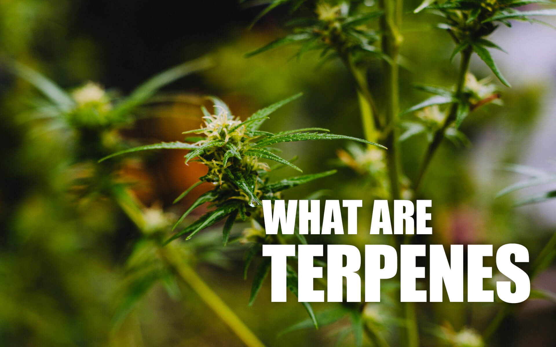 What are terpenes? And how do they work in our bodies?