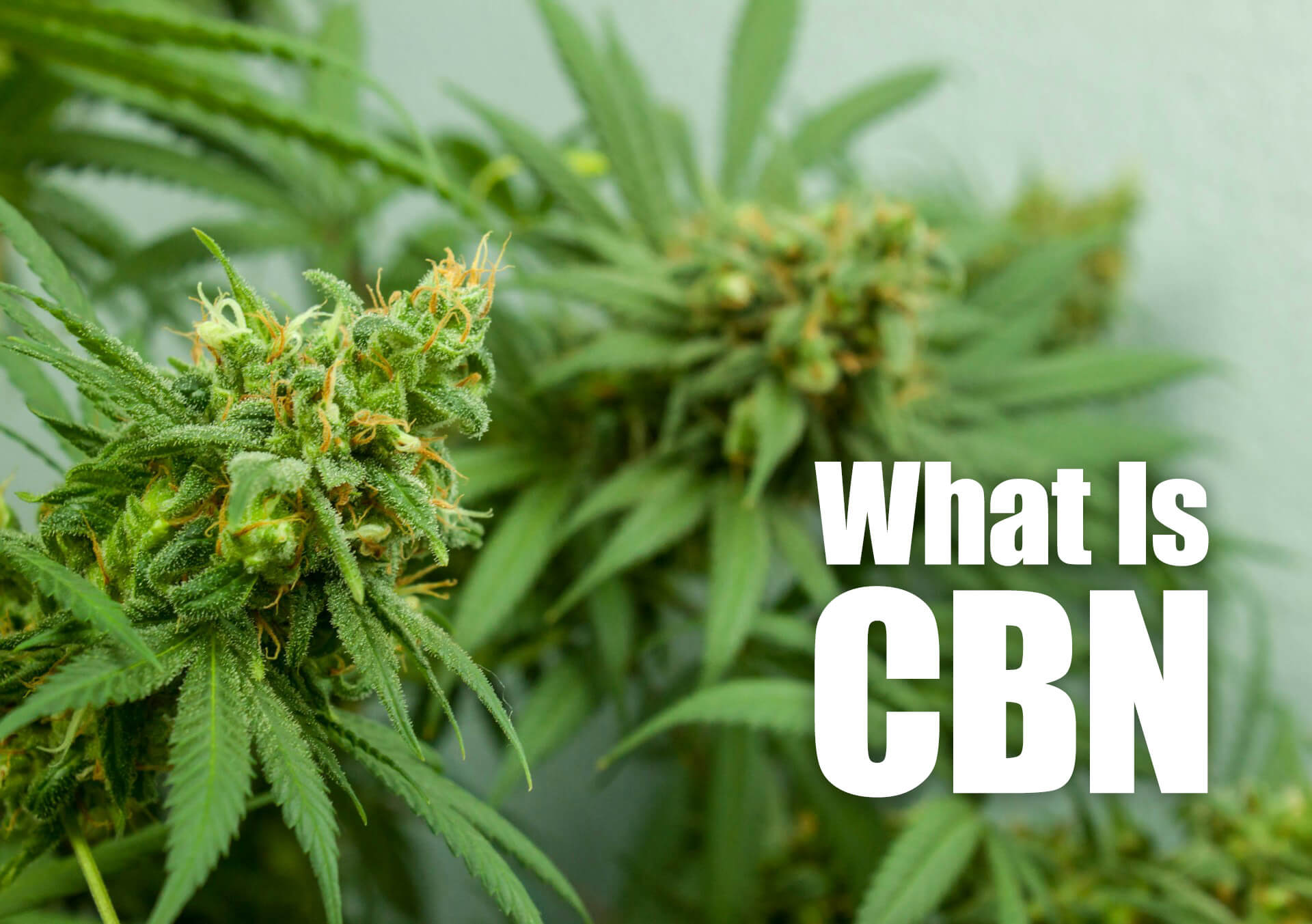 What is CBN and what is the difference between CBN and CBD?